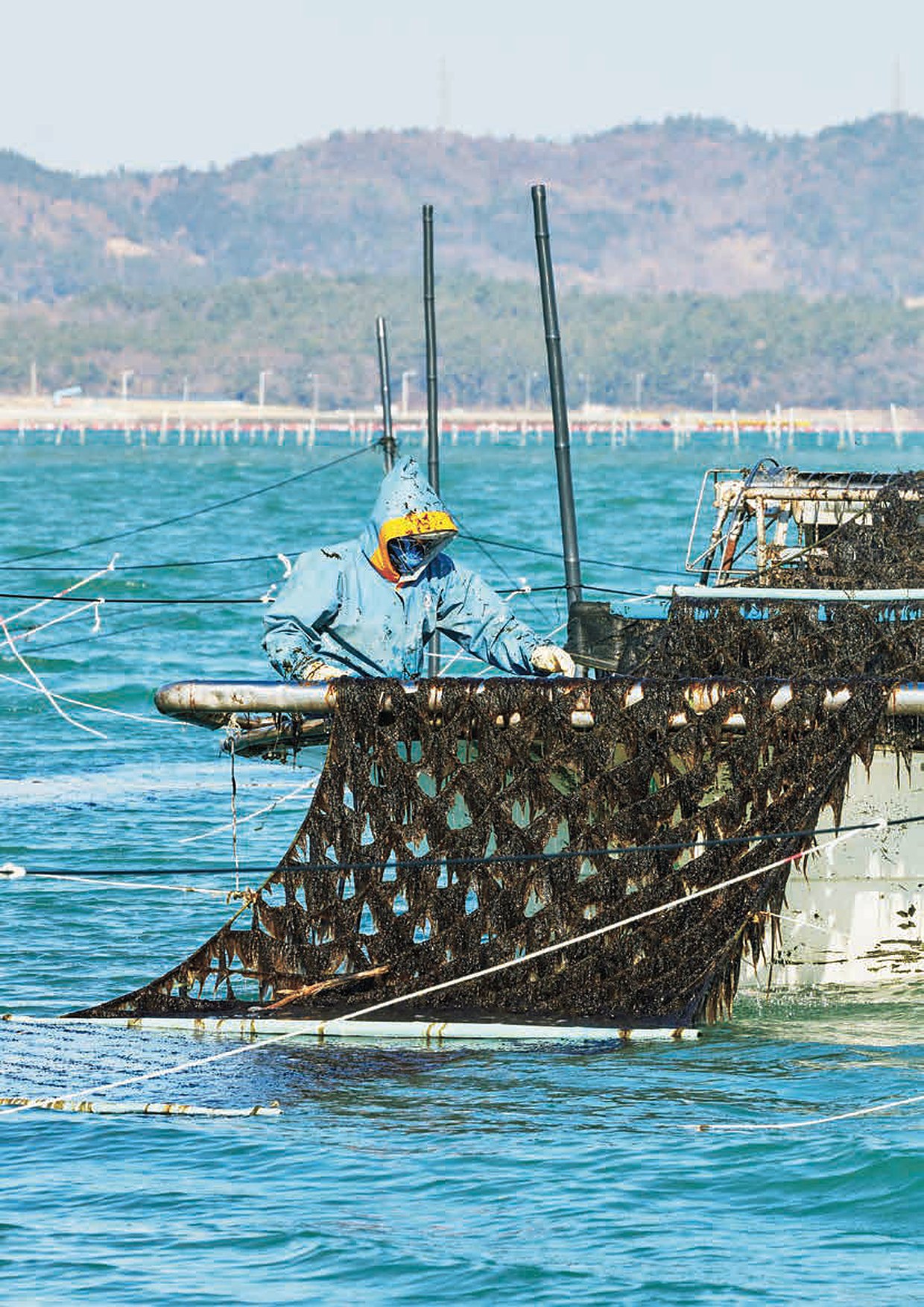 A fisher harvesting fresh laver from nets in the waters of Wando